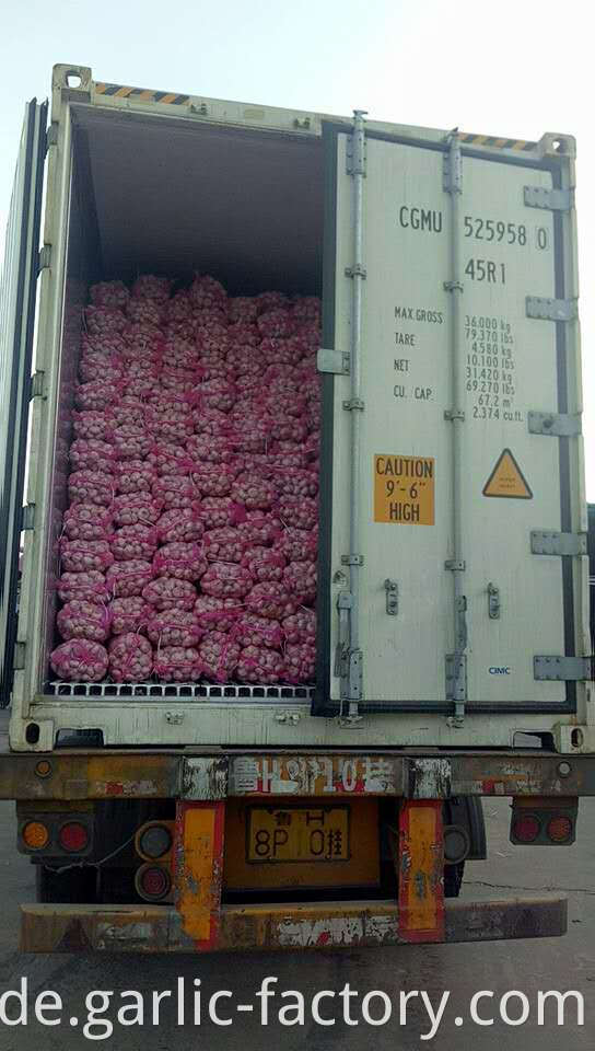 Cangshan Garlic for indonesia